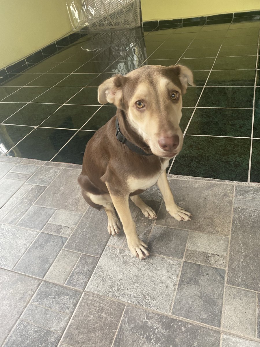 Mechiiko's tweet photo. Amistades, necesito su ayuda. Este perrito busca un hogar en #Monterrey. Fue rescatado, vacunado y esterilizado para encontrar una familia que le de mucho amor 🥹💕 me ayudarían mucho dando RT para que llegue a más personas. https://t.co/7Nwk6wbpTE