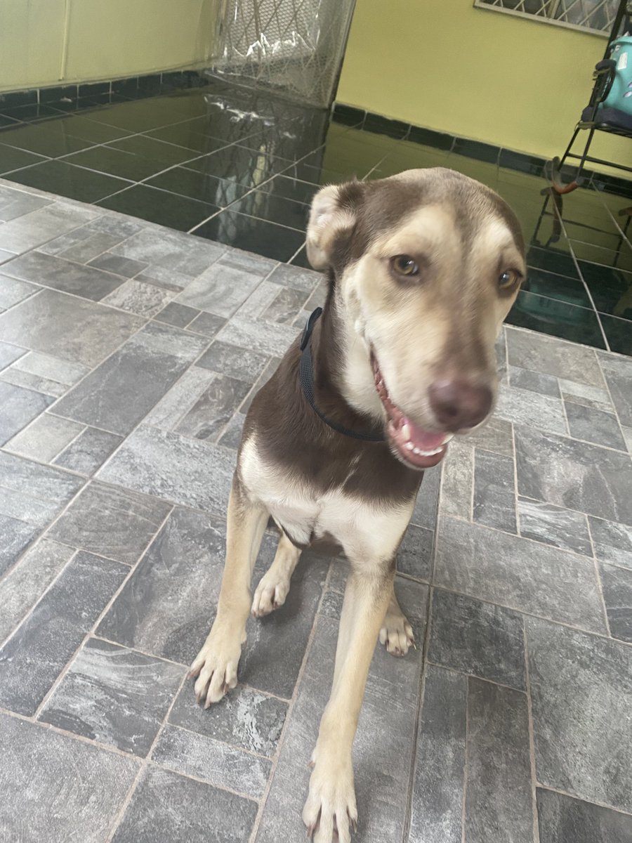 Mechiiko's tweet photo. Amistades, necesito su ayuda. Este perrito busca un hogar en #Monterrey. Fue rescatado, vacunado y esterilizado para encontrar una familia que le de mucho amor 🥹💕 me ayudarían mucho dando RT para que llegue a más personas. https://t.co/7Nwk6wbpTE