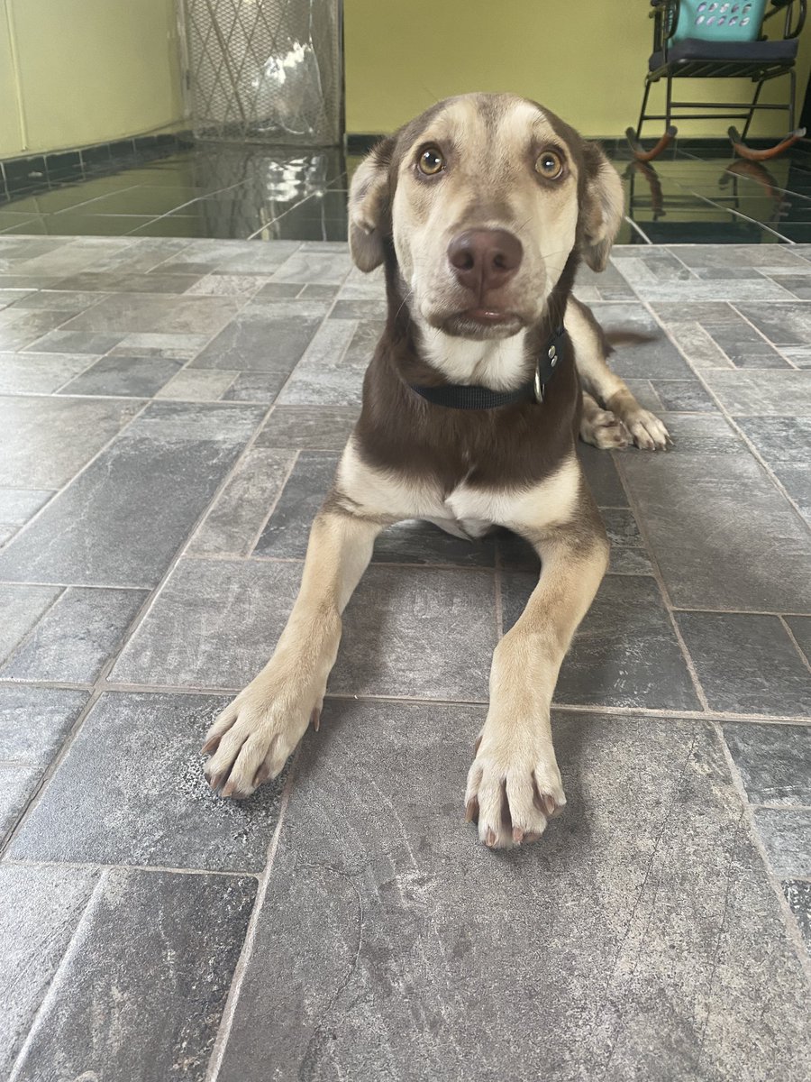 Mechiiko's tweet photo. Amistades, necesito su ayuda. Este perrito busca un hogar en #Monterrey. Fue rescatado, vacunado y esterilizado para encontrar una familia que le de mucho amor 🥹💕 me ayudarían mucho dando RT para que llegue a más personas. https://t.co/7Nwk6wbpTE