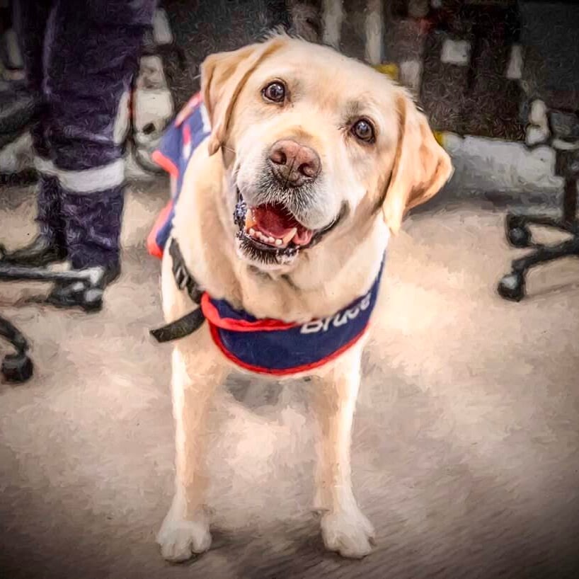 🐾 In Loving Memory of Bruce 🐾 Today, we remember Ambulance Victoria's first peer dog, Bruce, who left this world a year ago. His comforting presence and unconditional love made a significant impact on the mental health and wellbeing of @AmbulanceVic paramedics, first…