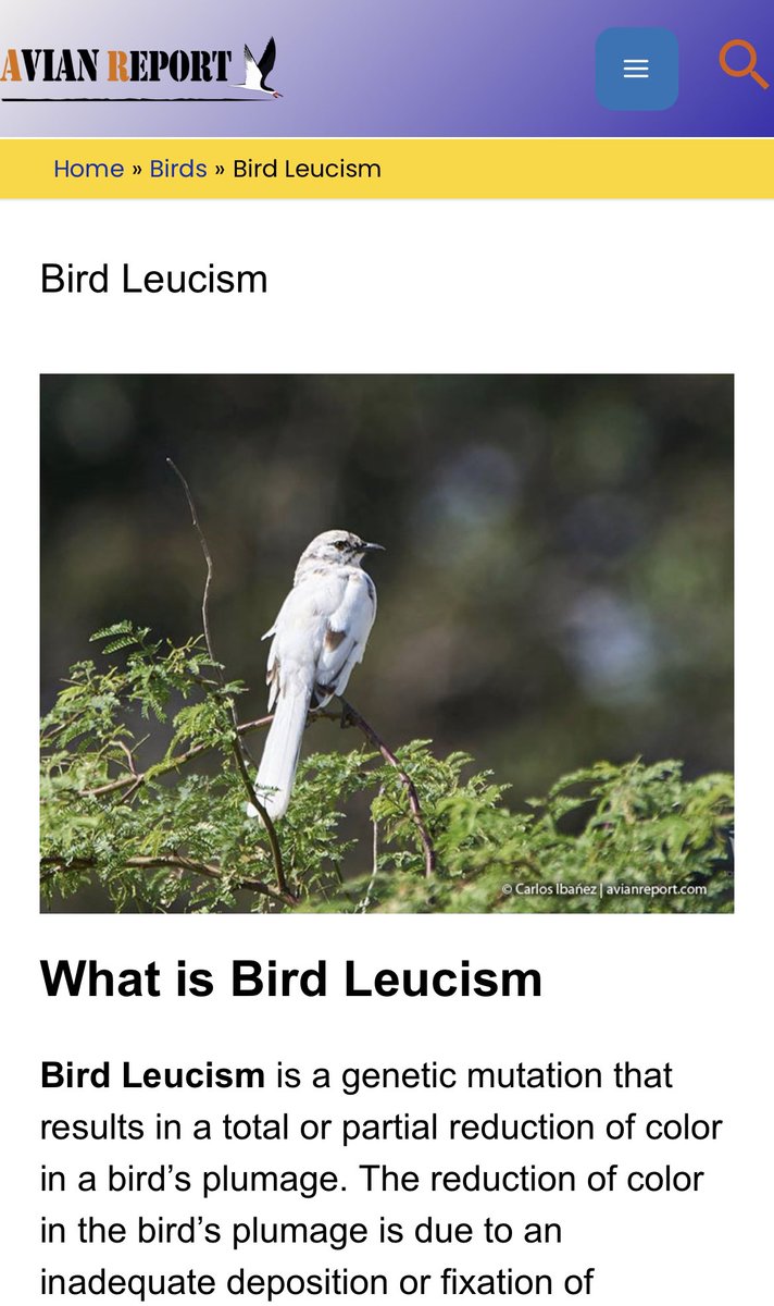 And @vszavoico had this potential explanation: avianreport.com/bird-leucism/
