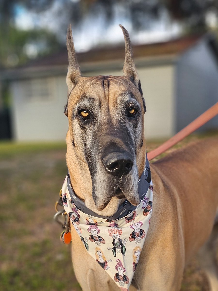 I put a spell on you 👀🪄🐈‍⬛
~Ripley 🧙‍♀️🖤🪦
#hocuspocus #ismellchildren #itsalljustabunchofhocuspocus #goodbyecruelworld #iloveyoujerkface #sandersonsisters #halloween 
🔸️
#RipleyTheFawnGreatDane #greatdane #itsintheeyes #undermyspell #dogsoftwitter #DogTwitter #dogs