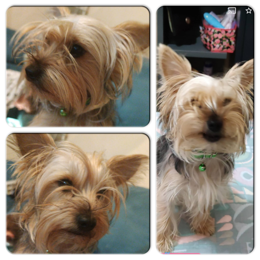 #Madrid 
MIMI preciosa #yorkshireterrier de 3 años busca hogar en #adopcionresponsable 
Su familia NO puede atenderla...
Sociable con niños,perros y gatos
Se entrega chipada,vacunada,desparasitada y CON compromiso de esterilización
CONTACTO 📩facenuevavida@gmail.com
#adopta #rt