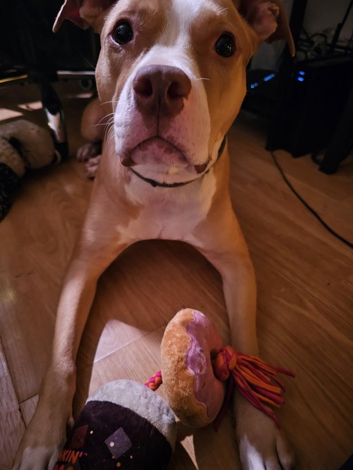 My dog is so obsessed with 🍩's new dog toys. I literally paid for an entire case so she never runs out