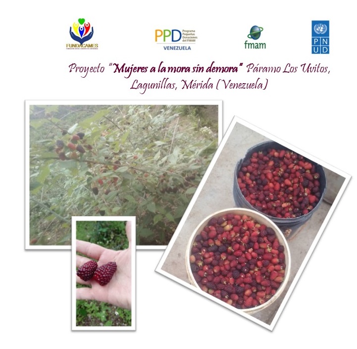 Fundacames_Mora's tweet photo. En el Proyecto "Mujeres a la mora sin demora", financiado x @PPD_Venezuela en #Páramo_Los_Uvitos, Mérida, Venezuela comenzamos a producir la mejor #mora_organica... pronto en los mercados.
#ppdvenezuela #mujeresempoderadas https://t.co/k9eVg10Wtg