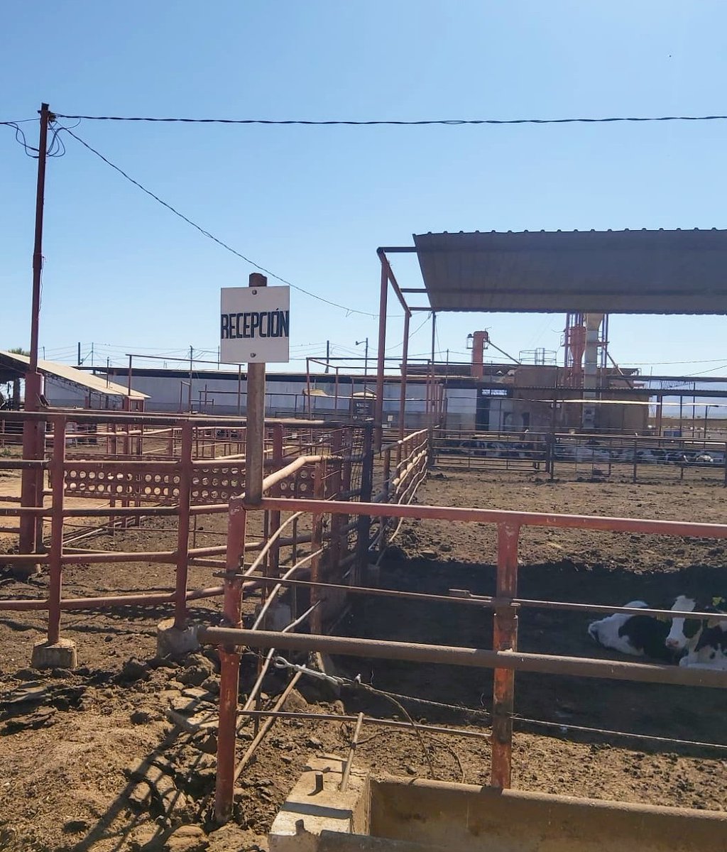 UCEBCN's tweet photo. Se realizaron visitas de verificación con la finalidad de obtener el certificado de Buenas Prácticas Pecuarias en más de 30 unidades de producción primaria en #Ensenada y #Mexicali
#BajaCalifornia 
#senasica #CEFPPBC https://t.co/nwOjeC1dsC