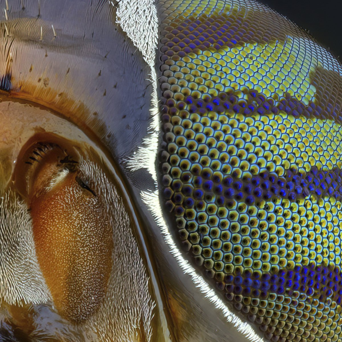 hbvarun_beetle's tweet photo. SOLD
Vaulted by @sunservicessw 
Thank you so much 

1. Black Soldier Fly
5/7 Editions Available for 7 XTZ

2. Physiphora fly
4/7 Editions Available for 7 XTZ

Link in comment below

The Photos                                                                   The Details https://t.co/pRz3MOIC2l