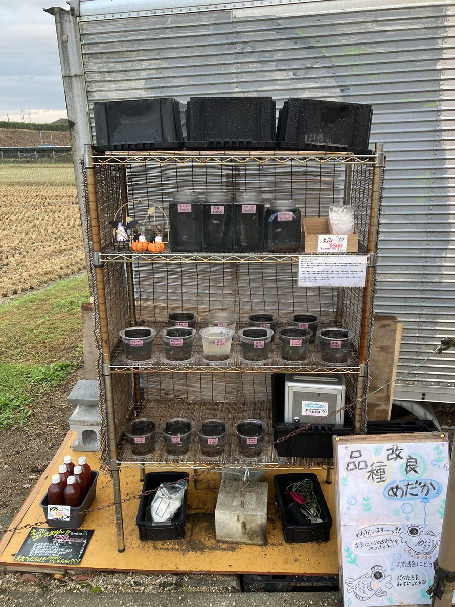 Kobiton5's tweet photo. こんにちは☀️
先週の土日にはたくさんの方が、イベント🐠に遊びに来て下さいました🥹✨
普段お話し出来ない方々と色々お話し出来たのは、本当に楽しかったです♪♪
こんな感じでメダカさん🐟でいろんな方々と繋がっていける事は、本当に最高な事だなと思いました‼️
感謝です✨✨

#めだか
#無人販売 https://t.co/KKfE3b7dcK