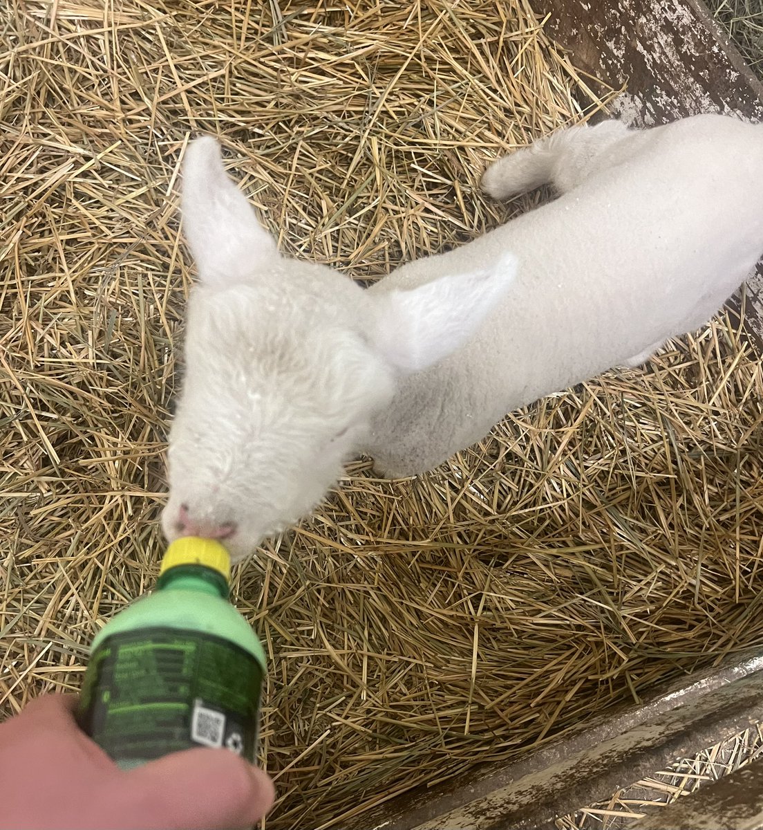 BaaBaaAcres's tweet image. Evening barn check and doing the late night feeding. #Shepherding