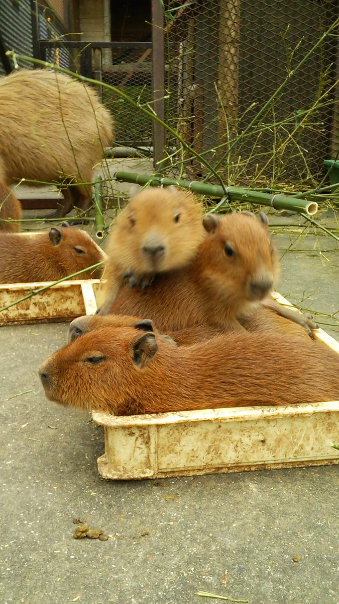 nn930310's tweet photo. カピバラ丼大盛 https://t.co/Sonu03uYTp