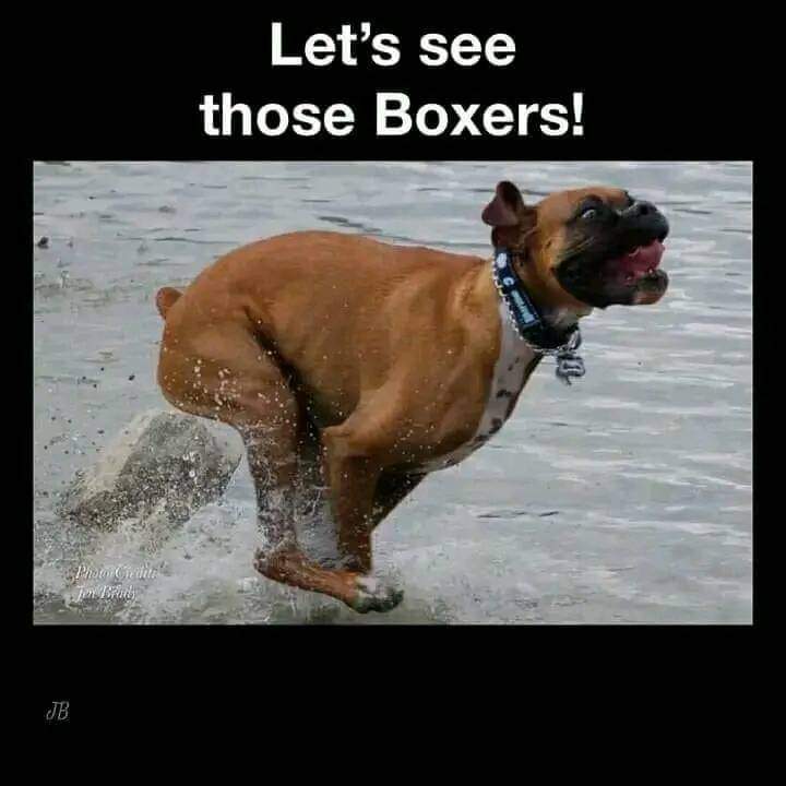 Boxer Lovers tweet media