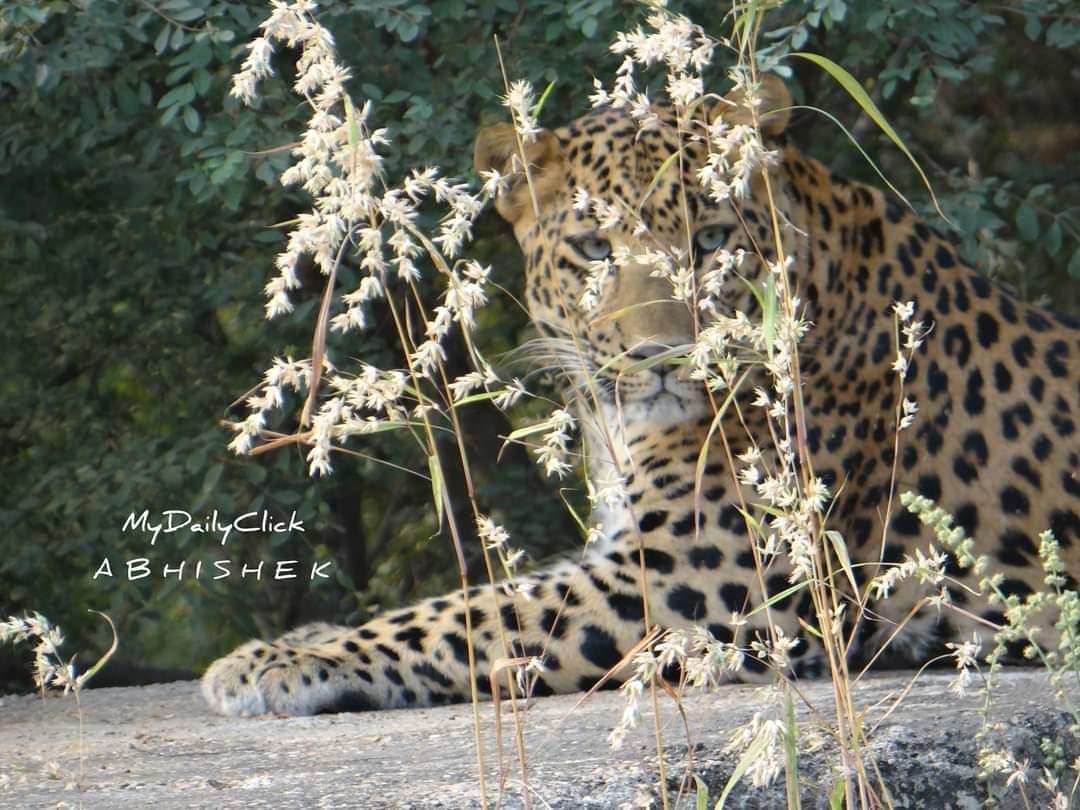 abhishek3939's tweet photo. #झालाना पैंथर सफ़ारी
🐆🌿🌱
#jhalanaleopardsafari #mydailyclick https://t.co/PViYXRdnAe