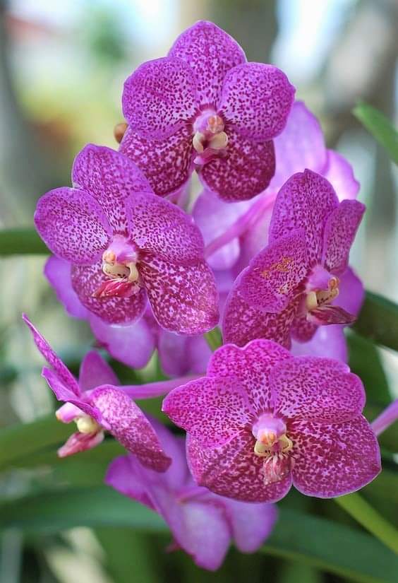 chamarichobdee tweet media