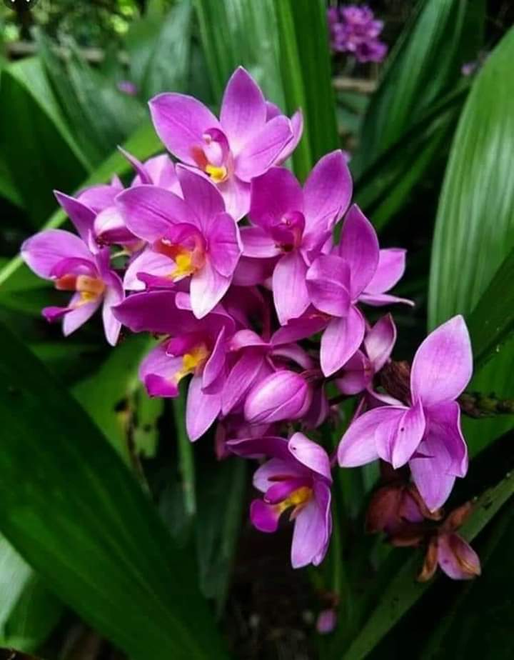 chamarichobdee tweet media