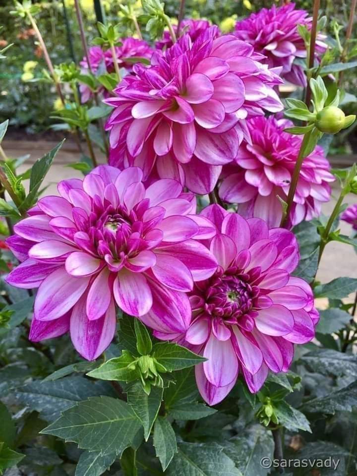 chamarichobdee tweet media