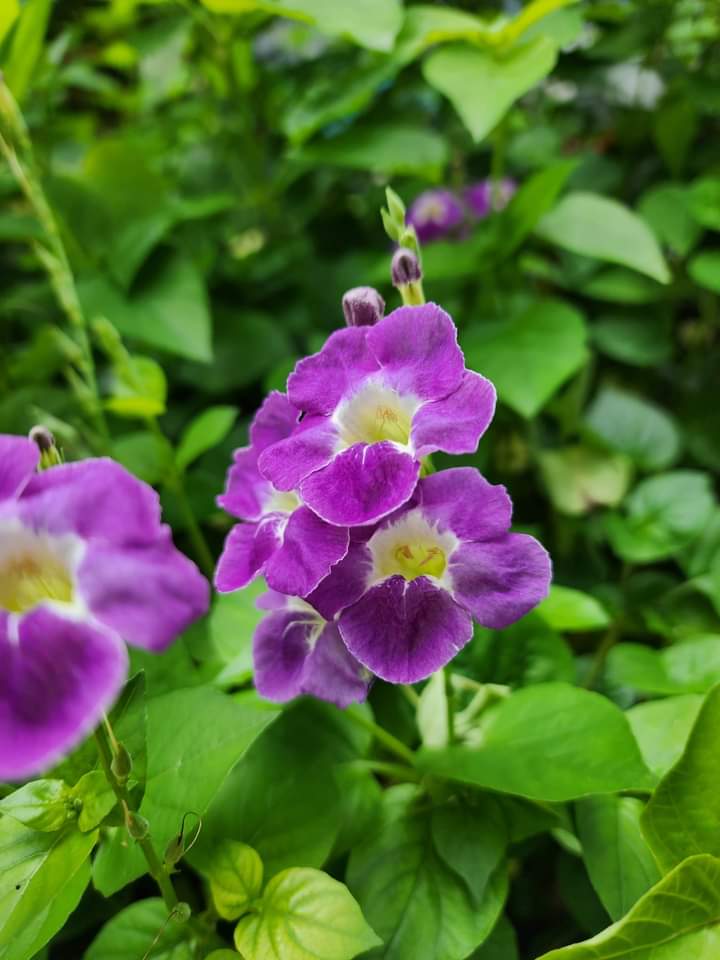 chamarichobdee tweet media