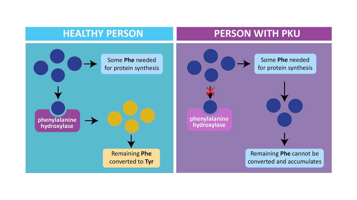endocrinology20's tweet photo. Phenylketonuria is a condition in which the body can't break down an amino acid called phenylalanine. A screening test is a blood test given to newborns one to three days after birth.
Follow us: https://t.co/3VOqy58E5k
#Phenylketonuria #aminoacid #phenylalanine #screeningtest https://t.co/uJtfoQL0Sc