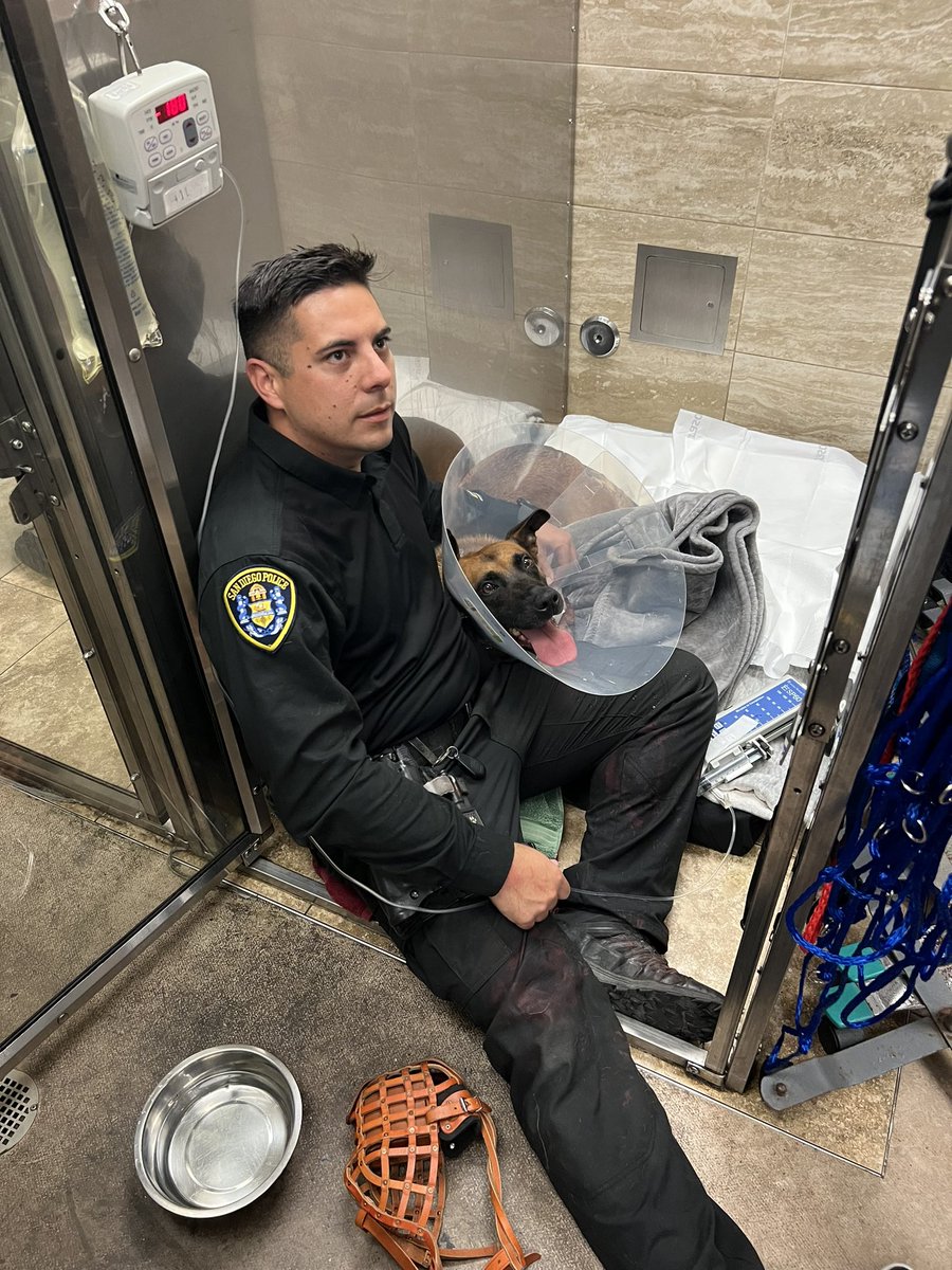 Today, during a SWAT operation, K9 Hondo was attacked and stabbed. Thanks to his protective vest, all but one of the injuries were deflected, and we are deeply grateful that his injuries are not life-threatening. 
(1/4)
