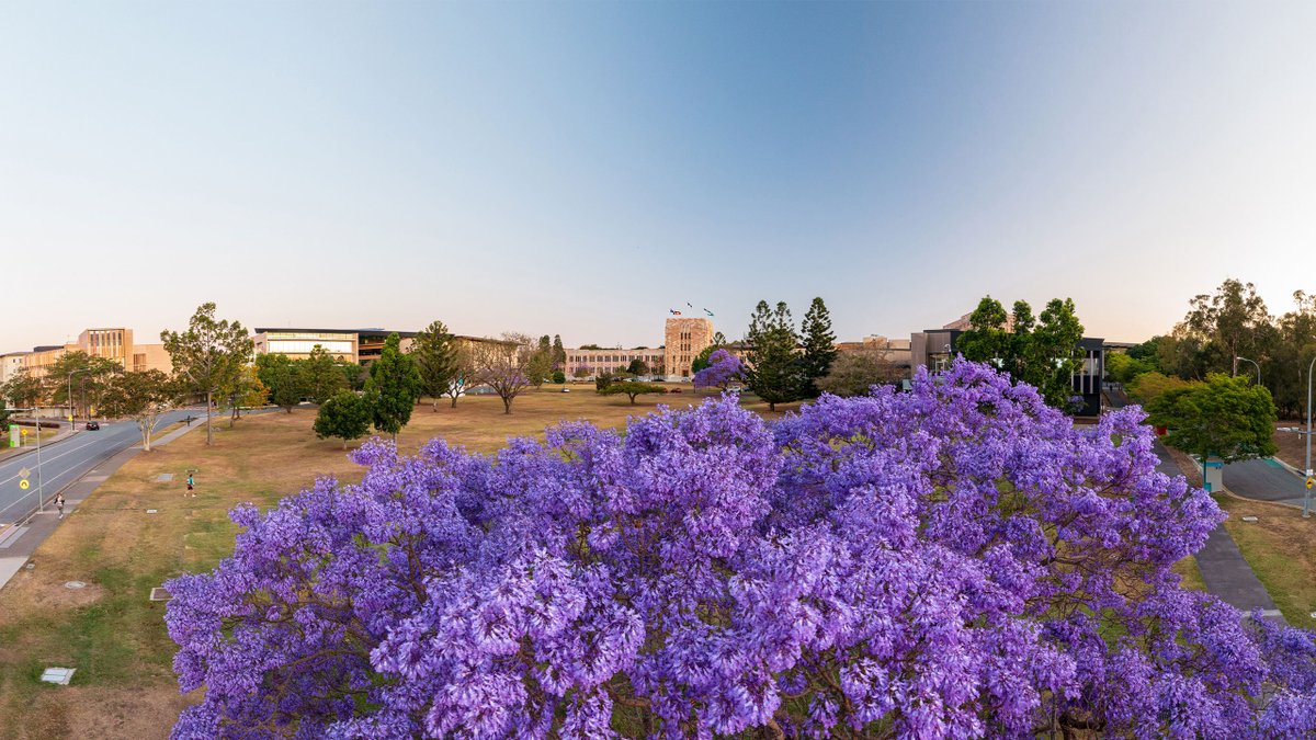 Ever wondered how the jacaranda tree gained its roots at UQ?

Ian Townsend writes for #UQContact on the origins of the purple blossoms and their lasting legacy on the university 💜
brnw.ch/21wDW6I