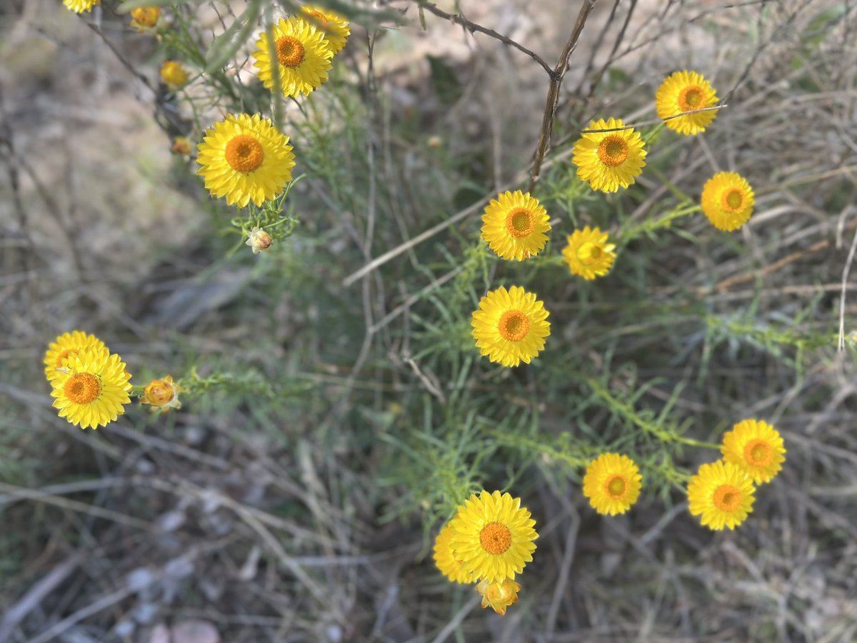 Wombat Ridge tweet media