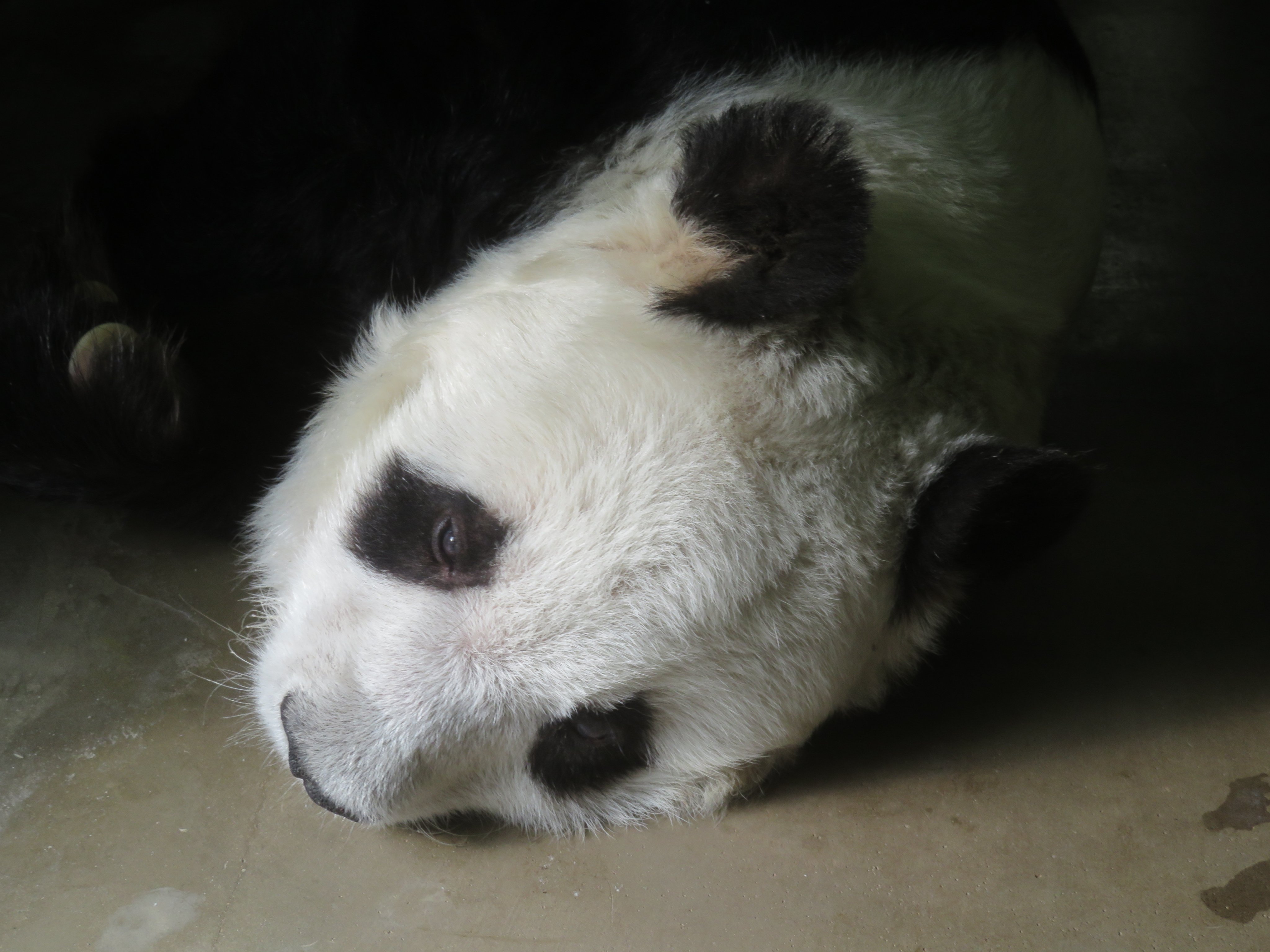 神戸市立王子動物園（公式） on X: 