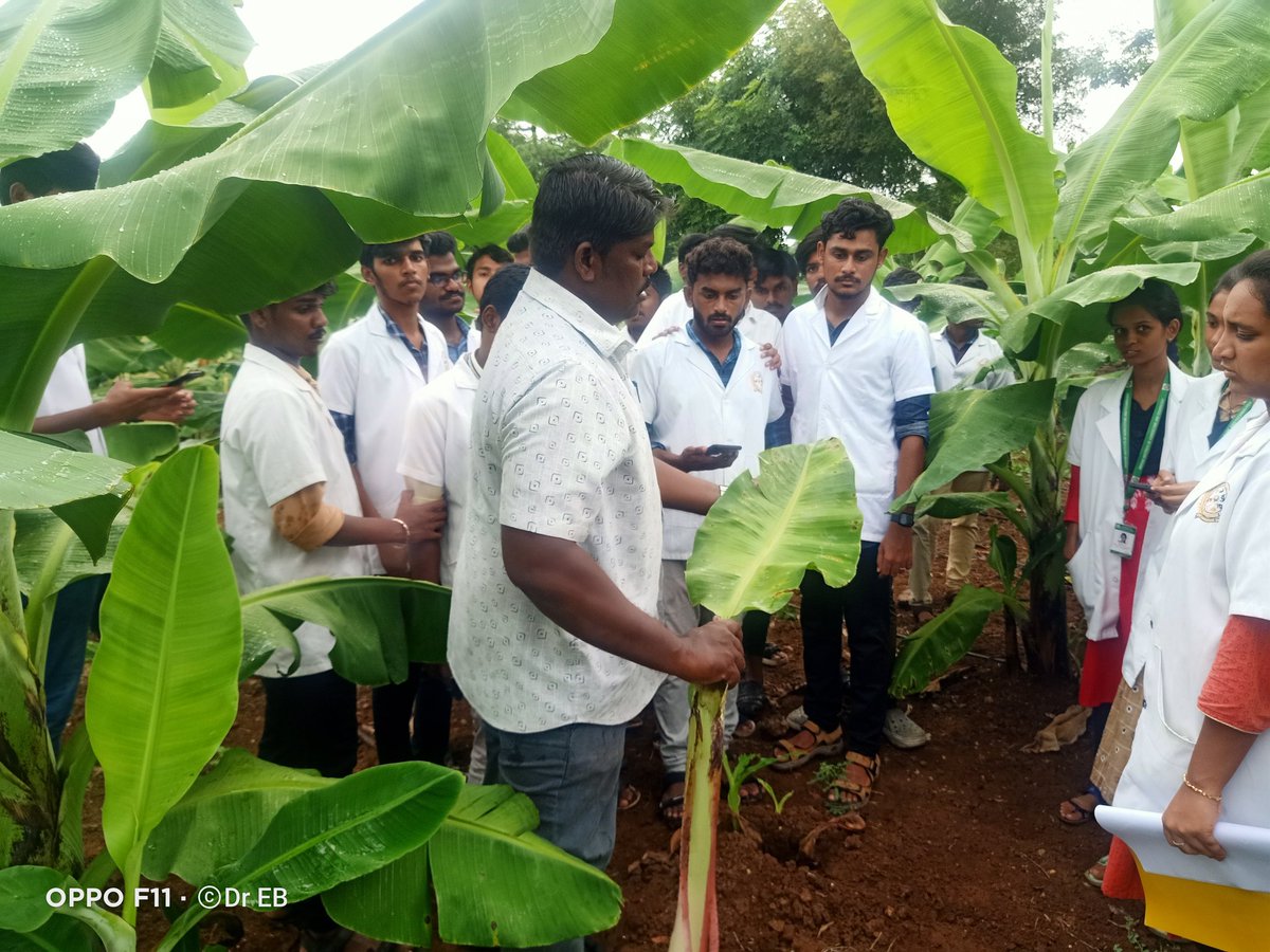 Major threats in banana production were TR4 and Leaf spot diseases at South India Monsoon and winter sea.Teaching about banana diseases,symptoms expression and control measure.<a href="/BiovIntCIAT_eng/">Alliance of Bioversity International and CIAT</a> <a href="/CGIAR/">CGIAR</a> <a href="/MICHAELSELVARA7/">MICHAEL GOMEZ SELVARAJ - Phenomics Lab</a> <a href="/Monica_CIAT/">Monica Carvajal</a> <a href="/DitaMiguel/">Miguel Dita</a>