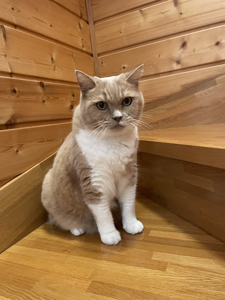 mint_0820's tweet photo. おはみん🫶朝実家に着いたら玄関でお出迎えしてくれました🐈💕 https://t.co/tufJEyOlOk