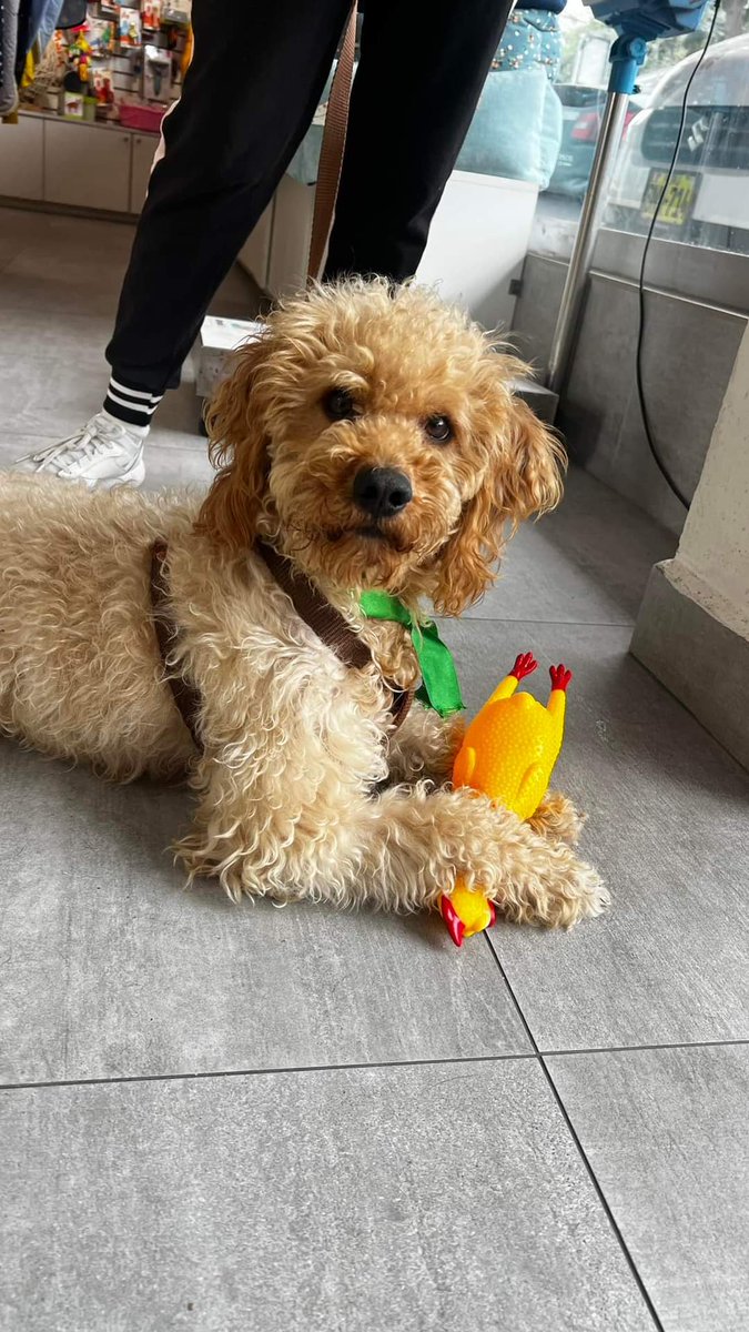 Melissita1204's tweet photo. #ADOPTA Me llamó Scott. Fui abandonado en Ventanilla pero me rescataron. Soy vivaz, tengo mucha energía para jugar
Busco un hogar donde pueda ser yo y darte mucho amor ❤️
Mi mamita temporal ya no puede tenerme por motivos de tiempo.
LLamar al 946147925 Amarely
RT POR FAVOR
#Lima https://t.co/Nmu2XTCtQz