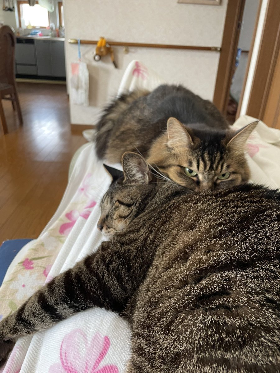 今日の猫村さん見たあとだとね。

#猫村さん見たあと
#今日の猫