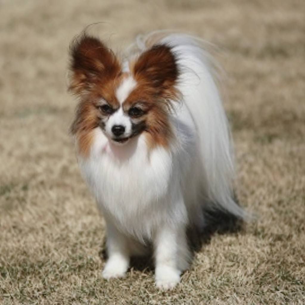 inumania_x's tweet photo. パピヨン多頭飼いあるある。
2頭目以降は色違い迎えがち🐶

ウチはトライのあとレッドセーブル&amp;ホワイト(///ω///) https://t.co/m9fnpawguj