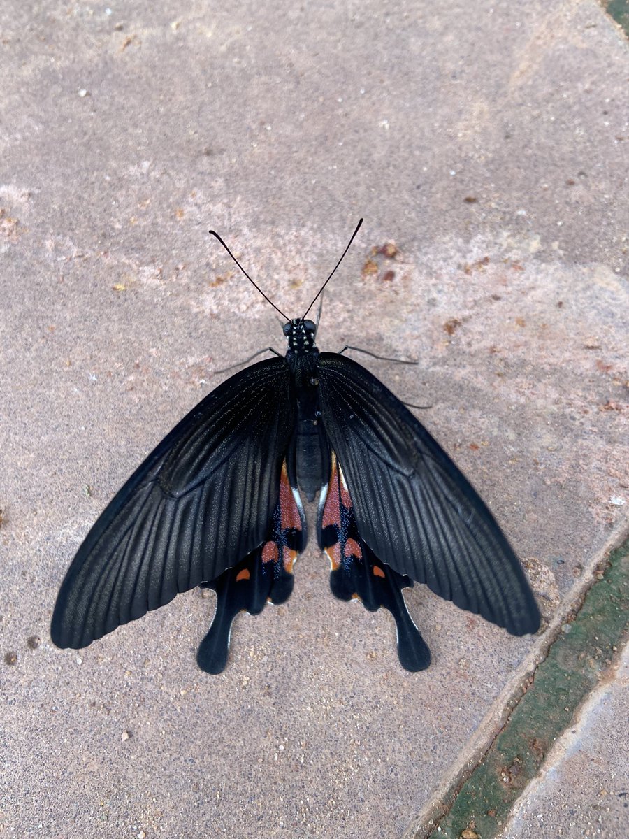 Sweet Tiger Cub NFT Cambodia tweet media