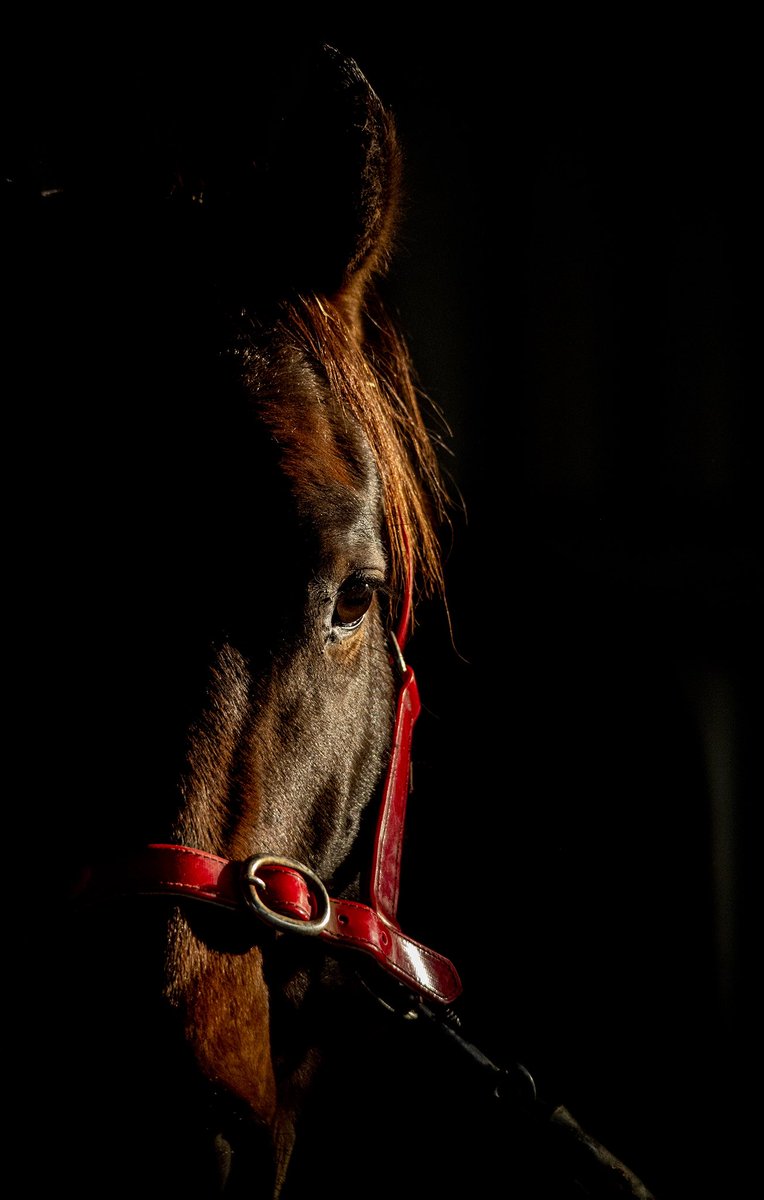 Exciting day for the connections of Dizzy! 

🅱️ HBR runner alert - Ascot 🅱️

♦️ Listed Macmahon Belgravia Stakes - 5:05pm  
🏇 Moorditj Boy - Lucy Fiore