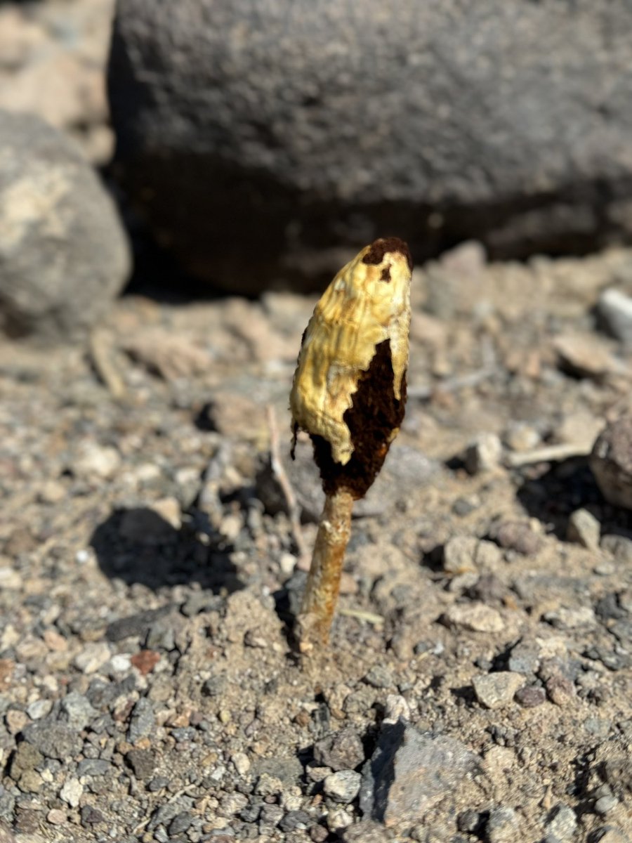 Matt Simonson (@simoturf) on Twitter photo Today’s 🍄 #FriskyFairyRingFriday submission. Found growing in the Nevada desert just off the cart path. Species ID: Podaxis Pistillaris; part of the “puff ball” family. <a href="/MikeFidanza/">Michael Fidanza</a> Today’s 🍄 #FriskyFairyRingFriday submission. Found growing in the Nevada desert just off the cart path. Species ID: Podaxis Pistillaris; part of the “puff ball” family. <a href="/MikeFidanza/">Michael Fidanza</a>