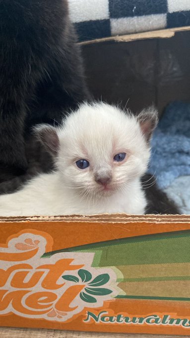 tamanhico desse nen&eacute;m 🤏 https://t.co/ELd8IXRcFR