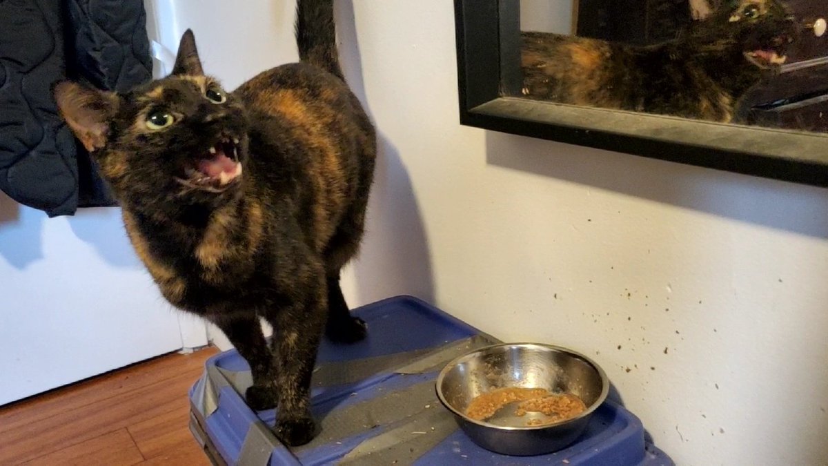 whåat do yū mean, "finnish yoře foõde", it is emppdty