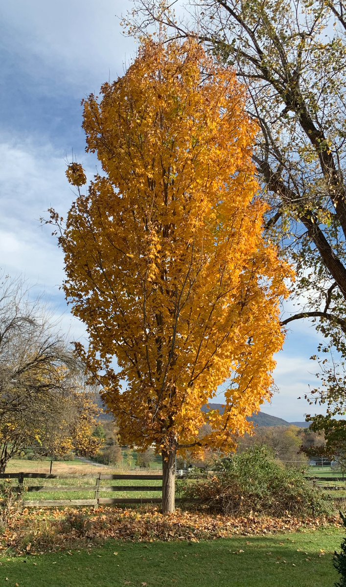 BeltwayGreg's tweet image. #fall #AutumnPhotography #mapletree