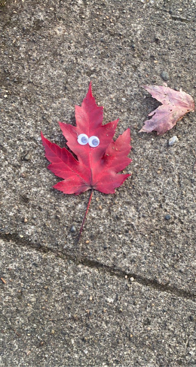 bat_jelly's tweet photo. Found this funky guy https://t.co/7dwlGaD9U9