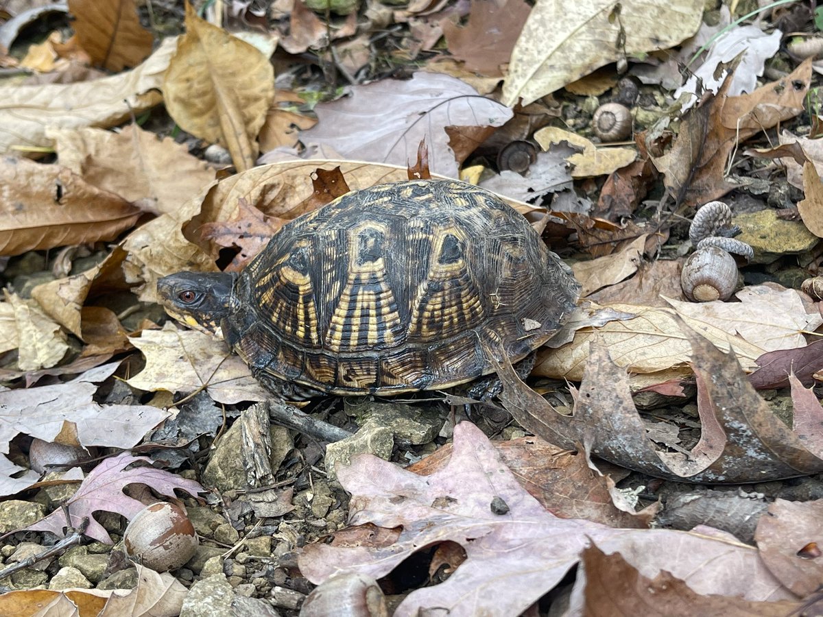 Another #fieldlabfriday <a href="/IUONeill/">O'Neill School of Public and Environmental Affairs</a> <a href="/IULimnologyLab/">IU O’Neill Limnology Lab</a> 
We had a great time looking for deer scat and looking at deer exclosers!