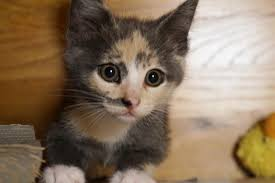 HumTinky's tweet image. ya..., i,me a : cate,anf. kiten,." b'ut.. g eniciode, is. abad,.  watafak! no,yt goud #CeasefireNOW