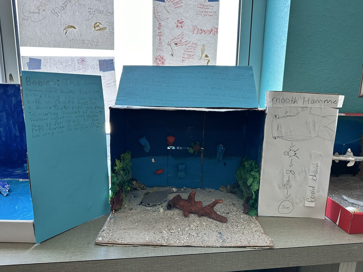 Students putting in some work on their amazing dioramas for their shark PBL. They’ve worked so hard and had a blast learning about sharks ❤️ #teamprodel
