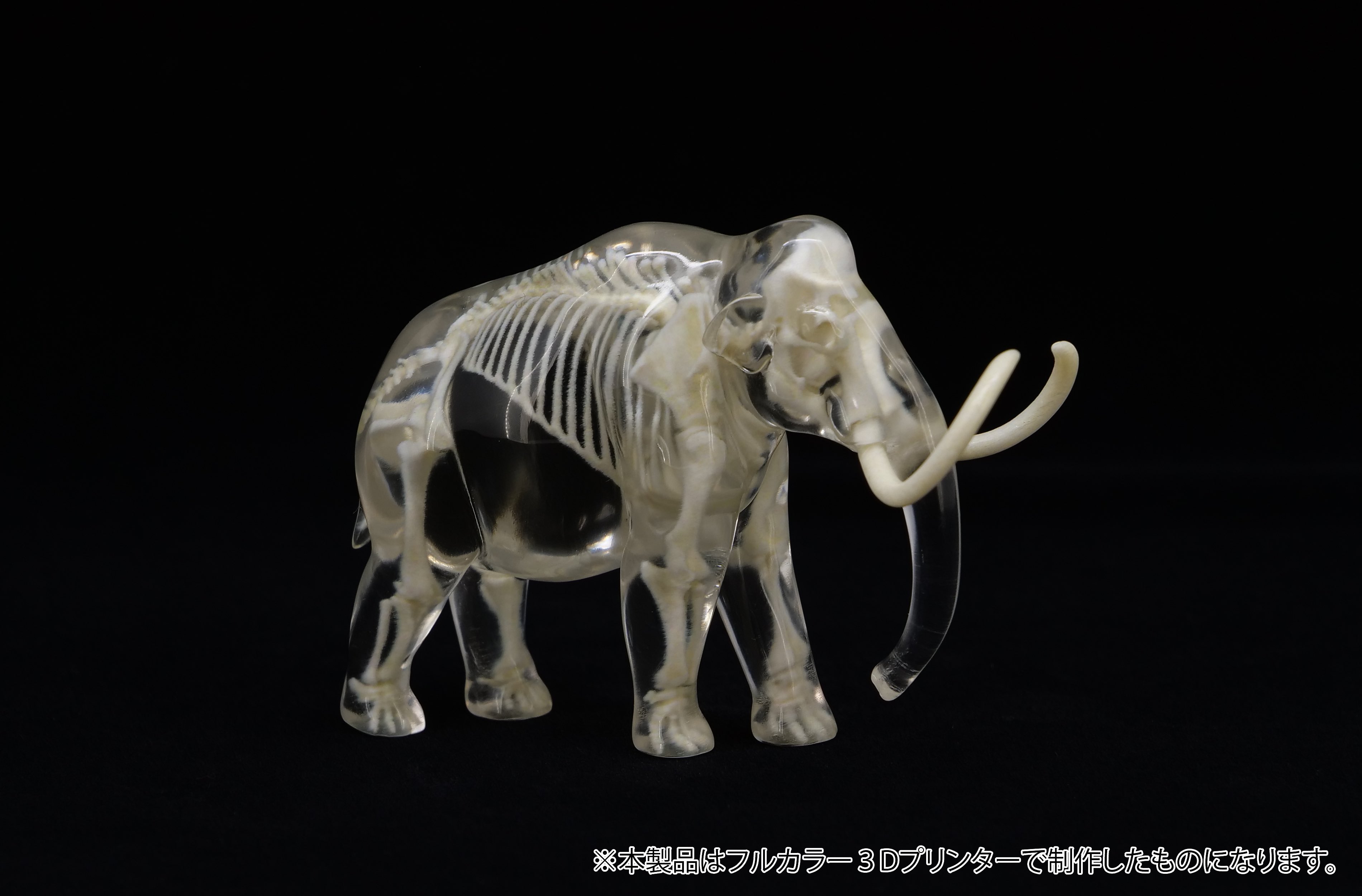 3d_toyfeather 玉骨標本 イーグル 24羽限定 3Dプリンター 模型