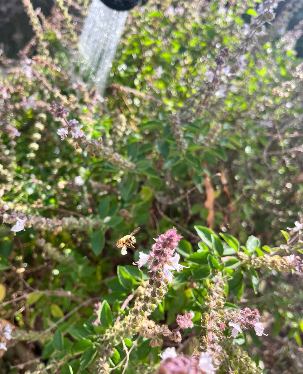 Simone_Matthews's tweet image. To guide you Heart &amp;amp; Soul into this Full Moon, sharing my latest 🌕Full Moon post + 🎥Intuitive Astrology Video

universallifetools.com/2023/10/taurus…

#taurusfullmoon 
#fullmoonintaurus
#fullmoon