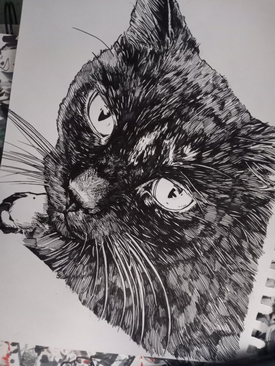 MrScratch0753's tweet photo. #inktober2023 Day 27. Not quite finished, but the subject has demanded a work stoppage. π€ #inktober #penandink #pets #cats #cathole #blackandwhiteart #petart #techpen #drawing #sketch #Kitty #KittyTwitter https://t.co/qW8opHXKrc