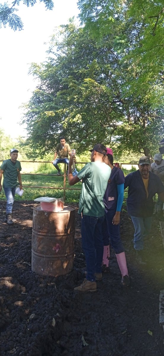 En el marco del plan Nacional de Vacunación contra la Fiebre Aftosa, bajo la supervisión del personal técnico y profesional del (INSAI),se realizó jornada de vacunación con estudiantes del 8vo y 9no semestre de la (UNELLEZ), núcleo San Carlos del Estado. Cojedes.
