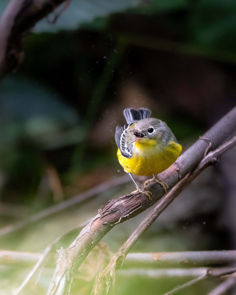 birdwarehouse_'s tweet photo. a magnolia warbler chowing down on a dusty moth snack https://t.co/hW9gJps8GP