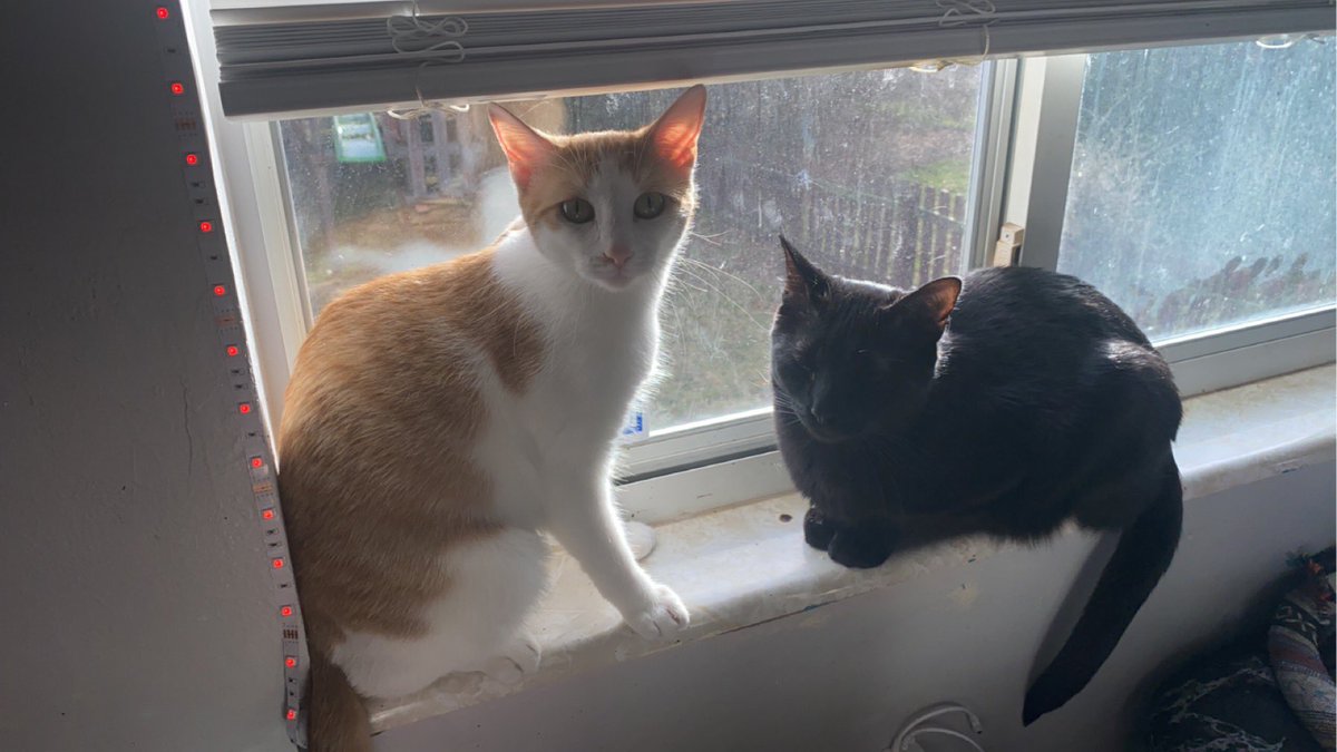 rmh3194's tweet photo. @kickthepj I’d kill and die for them. (Oliver-🖤 Penny- 🧡🤍) https://t.co/MchtkuPJzU