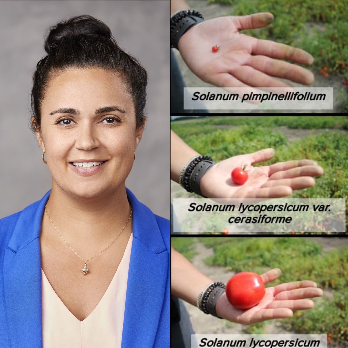SOLseminars's tweet photo. Last Friday, we were back on #SolSeminarOnline!  Jessica Cooperstone’s talk titled “Towards understanding the chemical basis for the health benefits of tomato-rich diets”  🍅🌱🍅  

More info => https://t.co/xxRrMgGFLs 
Watch it here -> https://t.co/xkAFSNsPxL 

#solanaceae https://t.co/lXGVBHxa6l