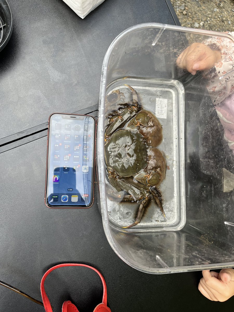 otabe1231's tweet photo. 川カニでか🦀！！！ https://t.co/rEf951r8Ln