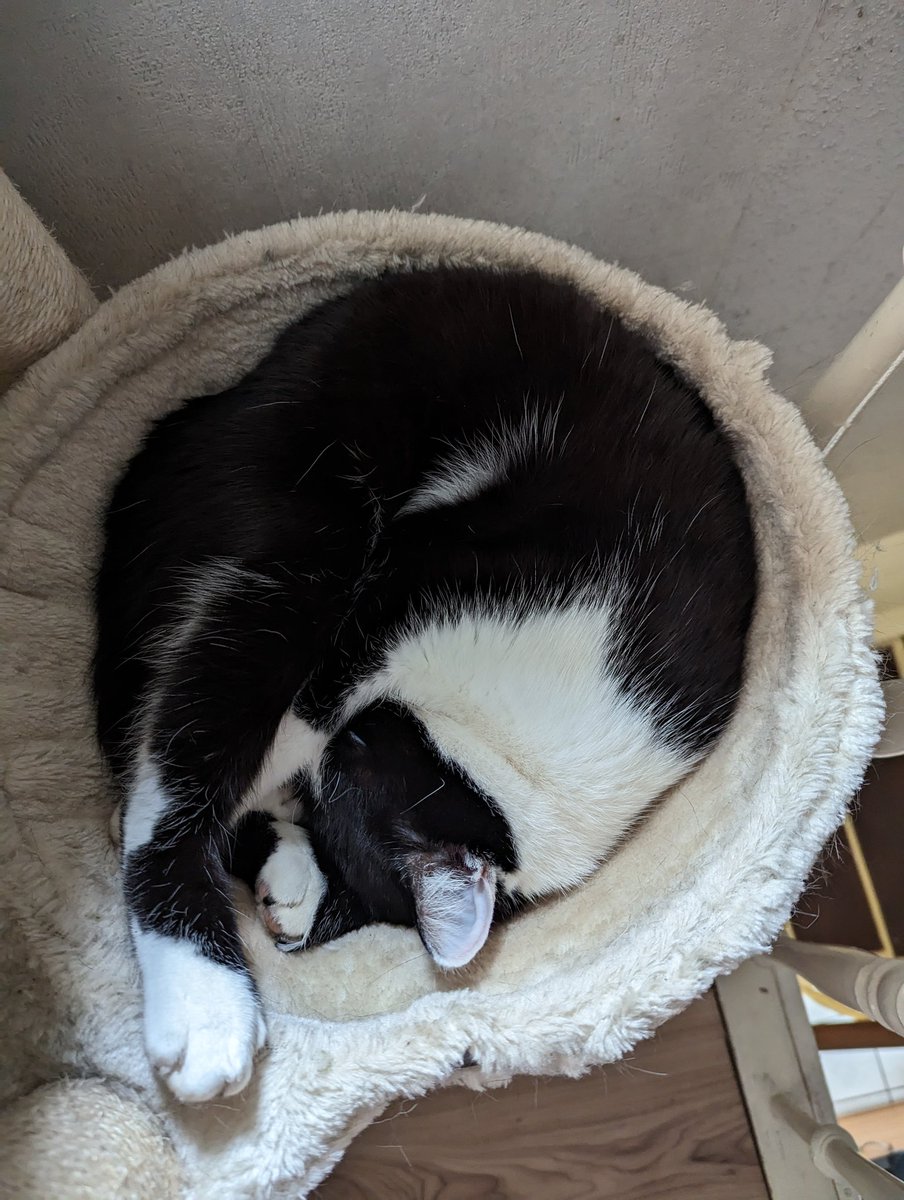 dome (@bermalslockedup) on Twitter photo 