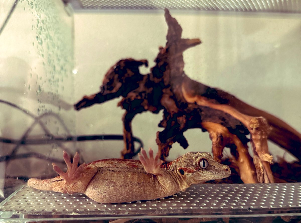 元ネタ画像のトカゲちゃんです🦎